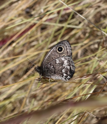 Great Basin Wood-Nymph