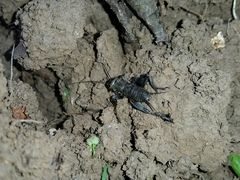 Melanogryllus desertus