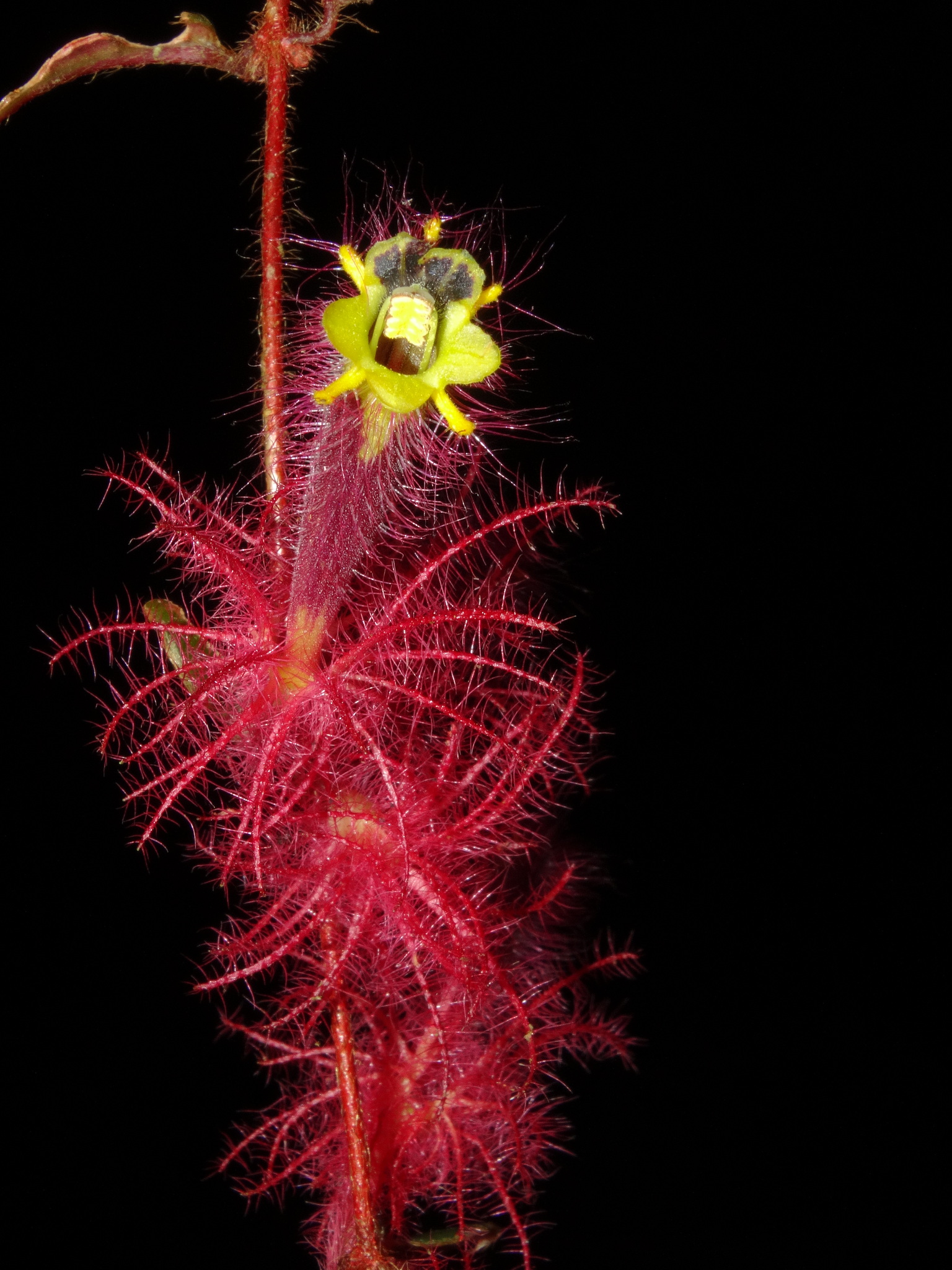 Columnea minor