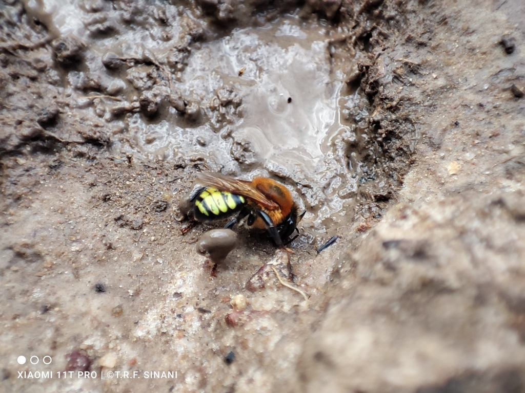 Melipona orbignyi