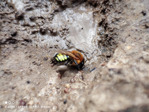 Melipona orbignyi