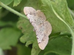 Frederickia flaviterminata