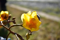 Cochlospermum religiosum