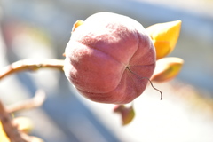 Cochlospermum religiosum