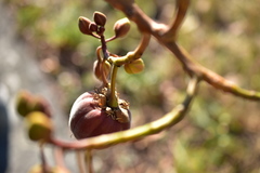 Cochlospermum religiosum