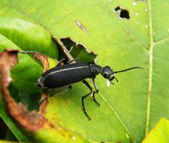 Epicauta cinerea-group