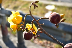 Cochlospermum religiosum