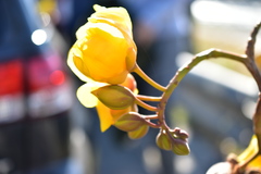 Cochlospermum religiosum
