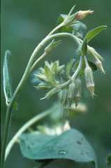 Lithospermum virginianum