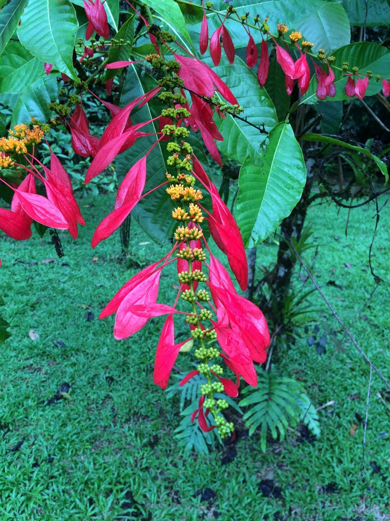 Condamineeae