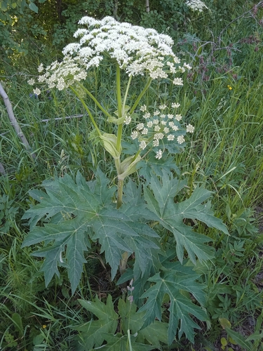 Heracleum dissectum (Heracleum dissectum)