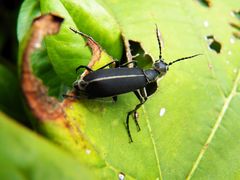 Epicauta cinerea-group