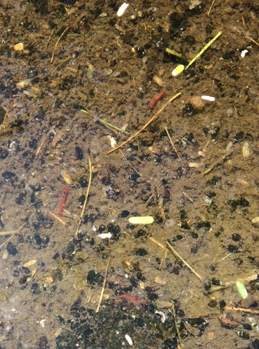 Metabetaeus lohena, 2017-07-05