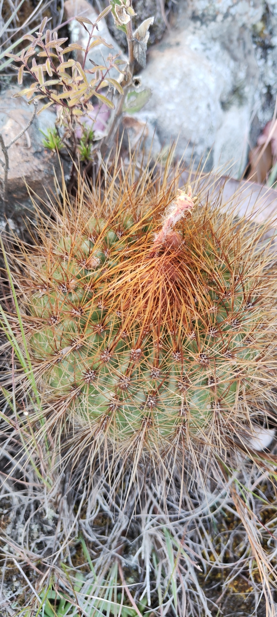 Imagem de Cacto-laranja