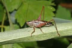 Conocephalus semivittatus