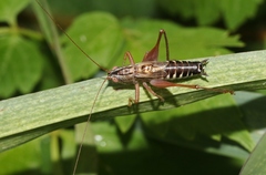Conocephalus semivittatus