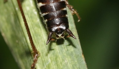 Conocephalus semivittatus