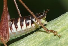 Conocephalus semivittatus
