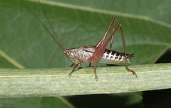 Conocephalus semivittatus