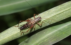 Conocephalus semivittatus