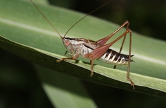 Conocephalus semivittatus