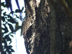 Varanus scalaris