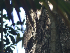 Varanus scalaris