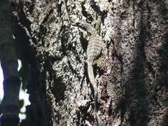 Varanus scalaris