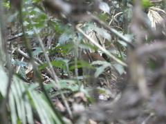 Hypsiprymnodon moschatus