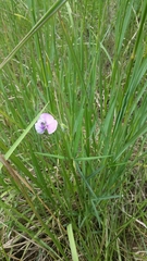 Vigna vexillata angustifolia