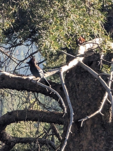 iNaturalist observation photo of Steller's Jay