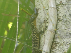Varanus scalaris