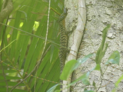 Varanus scalaris