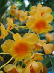 Dendrobium chrysotoxum