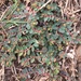 Euphorbia hsinchuensis - Photo (c) 黃淑真, algunos derechos reservados (CC BY-NC), subido por 黃淑真