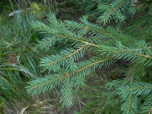 Engelmann spruce