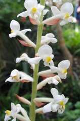 Ludisia discolor