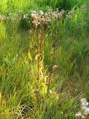 Senecio hydrophiloides