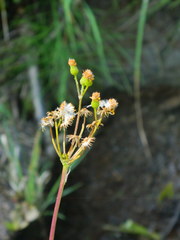 Packera pseudaurea pseudaurea
