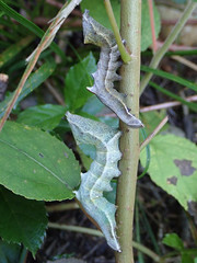 Notodonta scitipennis