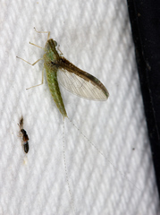 Callibaetis floridanus