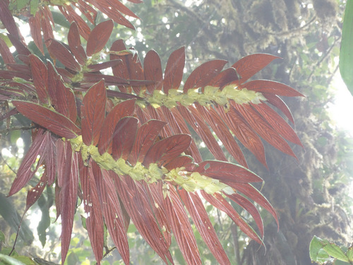 Columnea longinervosa