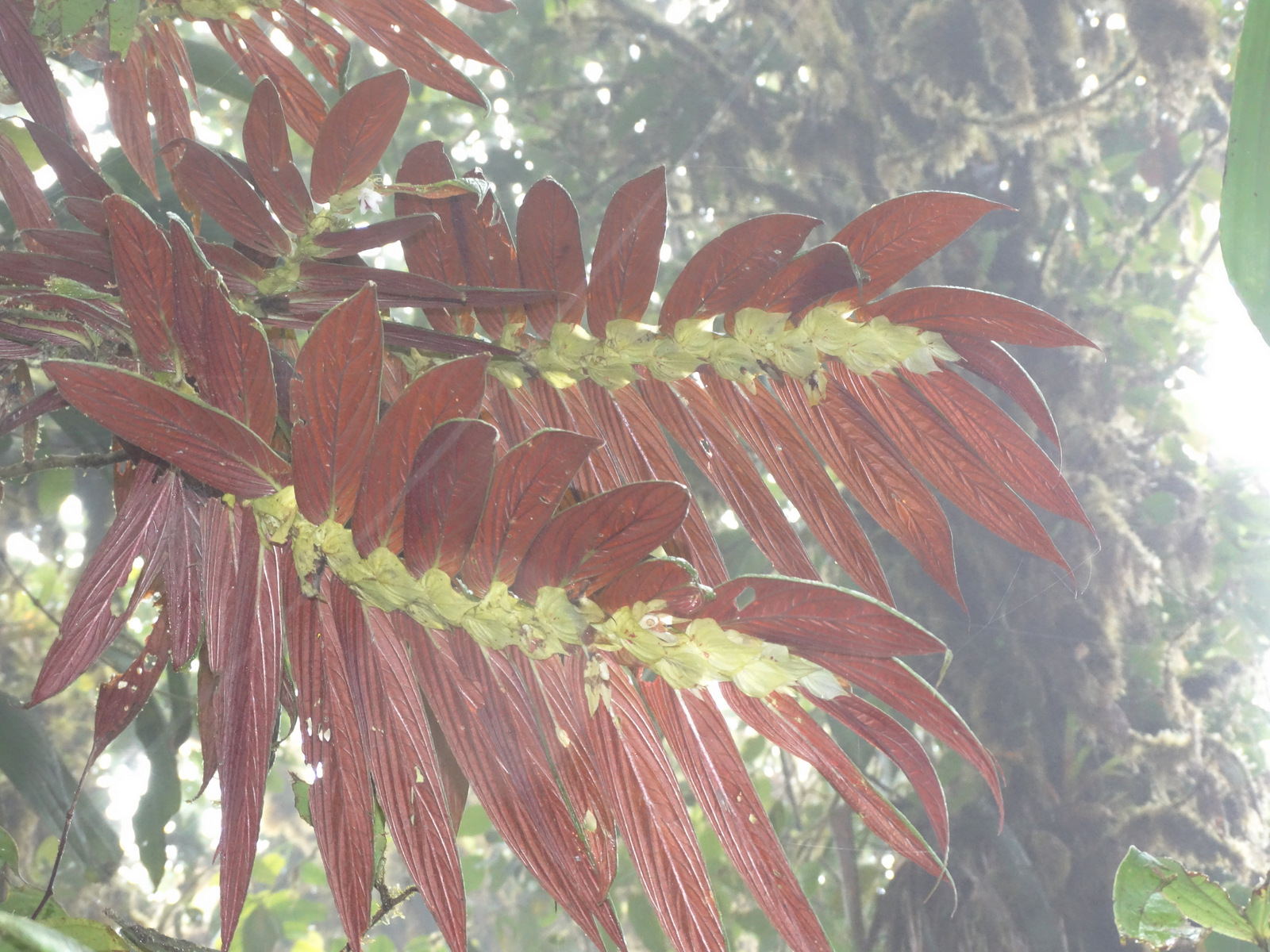 Columnea longinervosa