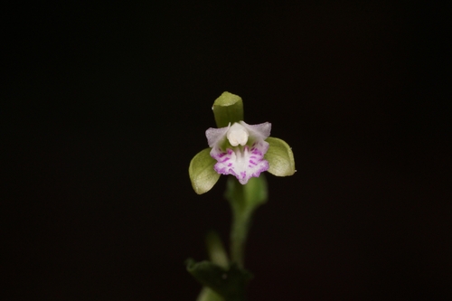 Craighead's noddingcaps (Triphora craigheadii)
