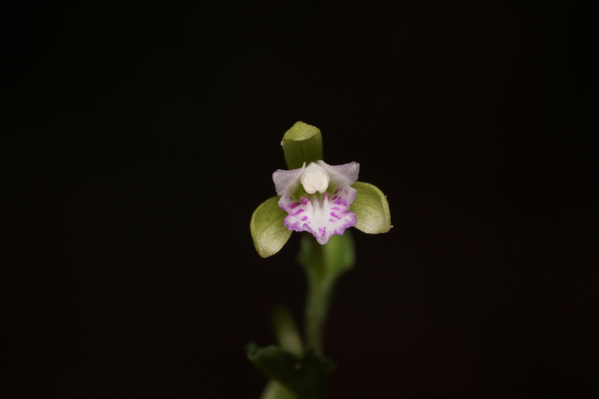 Triphora craigheadii