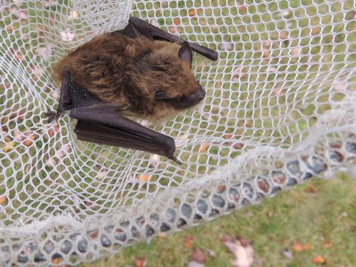 Big Brown Bat (Eptesicus fuscus), a species recorded in Illinois