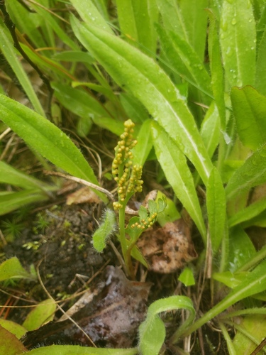 Stalked moonwort (Botrychium pedunculosum)