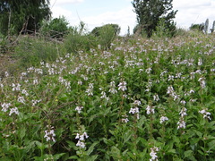 Pitraea cuneato-ovata