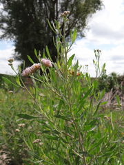 Tessaria absinthioides