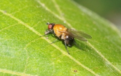 Sapromyza sciomyzina